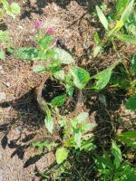 Лот: 16153388. Фото: 4. медуница сахарная. Красноярск