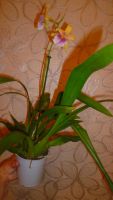 Лот: 6448213. Фото: 5. орхидея мильтониопсис (отцветает...