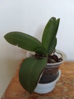 Лот: 11565727. Фото: 3. Орхидея фаленопсис Сьюки, цвет... Растения и животные
