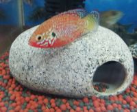 Лот: 15886706. Фото: 2. Хромис-красавец (Hemichromis). Аквариумистика