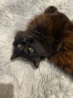 Лот: 24557262. Фото: 2. Большой красивый кот. Животные и уход