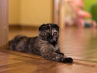 Лот: 3920395. Фото: 2. Кошка шотландская вислоухая. Животные и уход