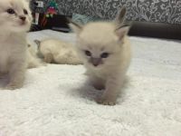 Лот: 5478349. Фото: 4. невские маскарадные котятки. Красноярск