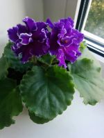 Лот: 12052604. Фото: 4. Фиалка Shimmering Sunshine (B... Красноярск