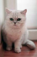 Лот: 3884985. Фото: 2. Британская Кошка окрас - Шиншилла. Животные и уход