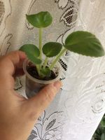 Лот: 9343708. Фото: 3. Фиалка Пастушка (Морев) деточка. Растения и животные