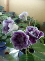 Лот: 16053403. Фото: 3. Глоксиния- лист . Растения и животные