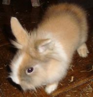 Лот: 5015469. Фото: 3. Голубоглазый Декоративный Ангорский... Растения и животные