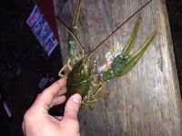 Лот: 4548681. Фото: 2. Раки живые, свежие!!!!. Продукты