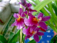 Лот: 7144551. Фото: 2. Орхидея Камбрия (деленка). Комнатные растения и уход