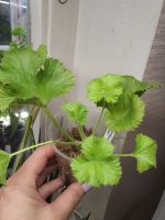 Лот: 10341006. Фото: 2. Пеларгония (герань) Mona Lisa. Комнатные растения и уход