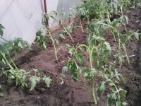 Лот: 7688986. Фото: 3. Помидор (рассада). Для дачи, дома, огорода, бани, парка