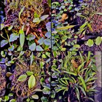 Лот: 25855696. Фото: 3. Мини-Орхидеи. Большая коллекция. Растения и животные