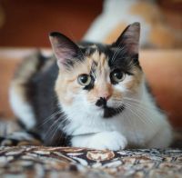 Лот: 12489518. Фото: 2. Кошечка Анфиса, 1 год. Животные и уход