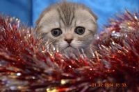 Лот: 4892765. Фото: 3. Продается шотландская малышка. Растения и животные