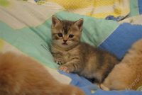 Лот: 2795434. Фото: 2. британские котята. Животные и уход