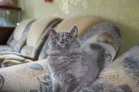 Лот: 4268184. Фото: 2. Котёнок. Животные и уход