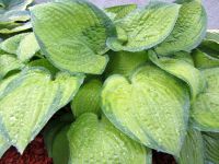 Лот: 20567138. Фото: 2. хоста Септембе Сан (September... Семена, рассада, садовые растения