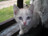 Лот: 7938185. Фото: 2. Котята. Животные и уход
