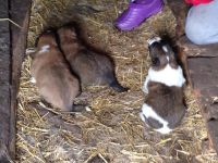 Лот: 5336952. Фото: 4. кавказцы. Красноярск