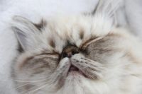 Лот: 3012035. Фото: 2. Персидский кот. Выставочный экзот... Животные и уход