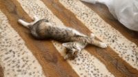 Лот: 11434290. Фото: 2. Котята. Животные и уход