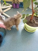 Лот: 25317241. Фото: 3. Котята. Растения и животные