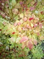 Лот: 25646351. Фото: 7. 1-комн. дача , ДНТ Два Ручья ДНТ...