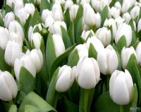 Лот: 9125086. Фото: 2. ТЮЛьПАНЫ. ОПТ, розница 8 Марта... 23 февраля и 8 марта