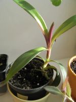 Лот: 21277811. Фото: 2. РЭО. Комнатные растения и уход