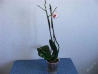 Лот: 893911. Фото: 2. Орхидея Фаленопсис,интересный... Комнатные растения и уход