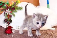 Лот: 3497702. Фото: 2. Новогодний котенок ! От кошки-мышеловки... Животные и уход