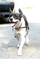 Лот: 1890699. Фото: 2. помесь французского бульдога. Животные и уход