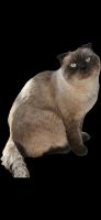 Лот: 25793941. Фото: 7. Шотландский вислоухий кот Честер