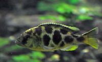 Лот: 5354014. Фото: 2. Леопард золотой (Nimbochromis... Аквариумистика