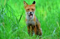 Лот: 11659776. Фото: 5. Sigma 135-400 1:4,5-5,6 D APO...