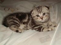 Лот: 2721872. Фото: 2. шотландская красавица. Животные и уход