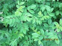 Лот: 5355434. Фото: 4. Роза морщинистая «Царица Севера... Красноярск