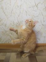 Лот: 7235020. Фото: 5. Котик Рыжик