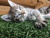 Лот: 9939666. Фото: 5. Отдам котят