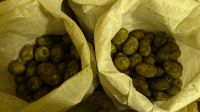 Лот: 14585945. Фото: 5. Картофель излишки сорт "Антонина...