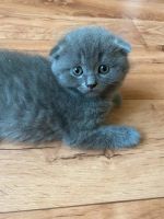 Лот: 7983319. Фото: 3. Шотландские котята. Растения и животные