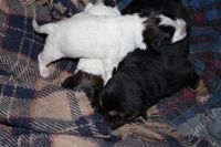 Лот: 2450723. Фото: 3. Хорошие щенки, бесплатно.. Растения и животные