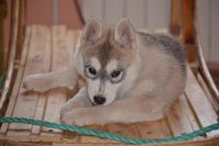 Лот: 4520082. Фото: 4. щенок хаски чукотка полярная звезда. Красноярск