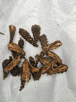 Лот: 25889548. Фото: 2. Сосновые шишки сушёные молодые. Кондитерские изделия, конфеты