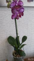 Лот: 9660520. Фото: 2. Орхидея. Комнатные растения и уход