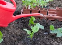 Лот: 7595425. Фото: 3. Рассада цветов для озеленения... Для дачи, дома, огорода, бани, парка