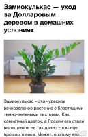 Лот: 16914208. Фото: 3. Замиокулькас, молодая поросль. Растения и животные