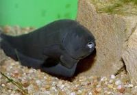 Лот: 6786897. Фото: 2. Рыба нож (Apteronotus albifrons... Аквариумистика