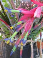 Лот: 6498256. Фото: 2. Бильбергия поникающая (Billbergia... Семена, рассада, садовые растения
